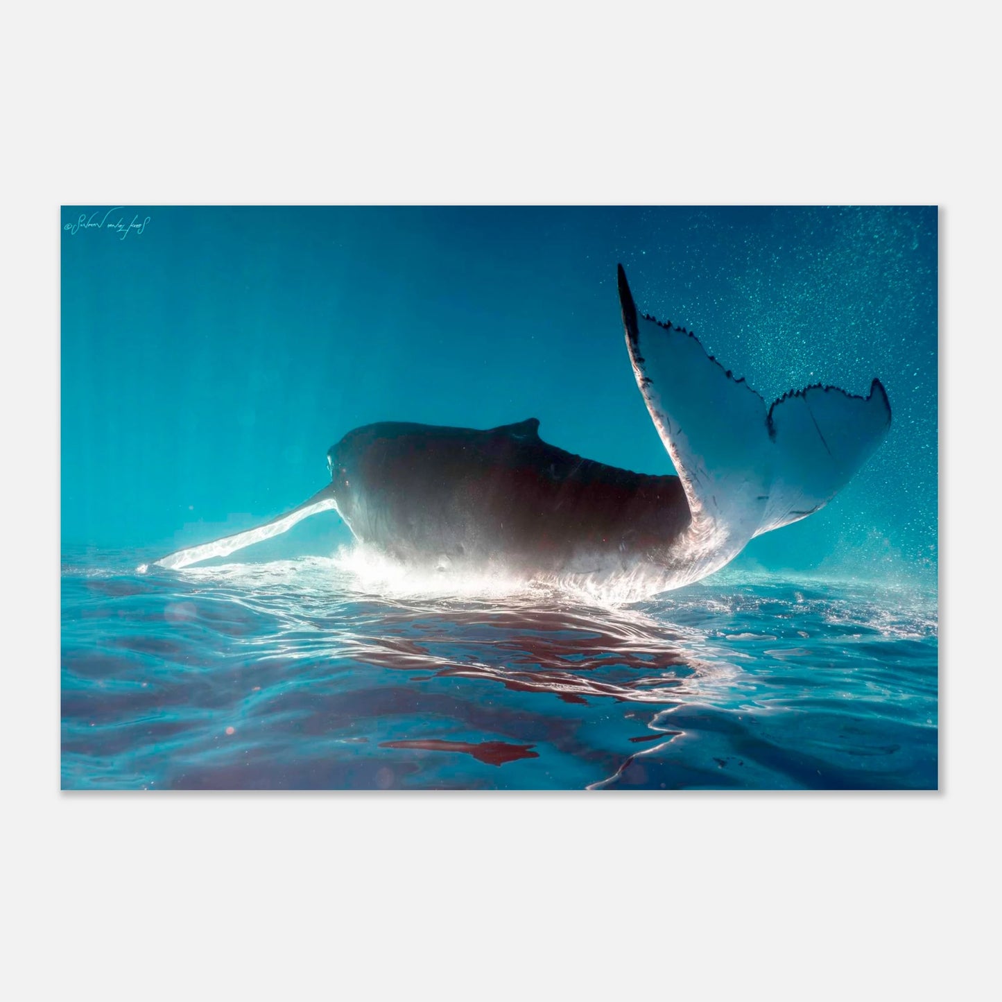 6bf860be-8029-4732-8aa1-1cec2c075d91