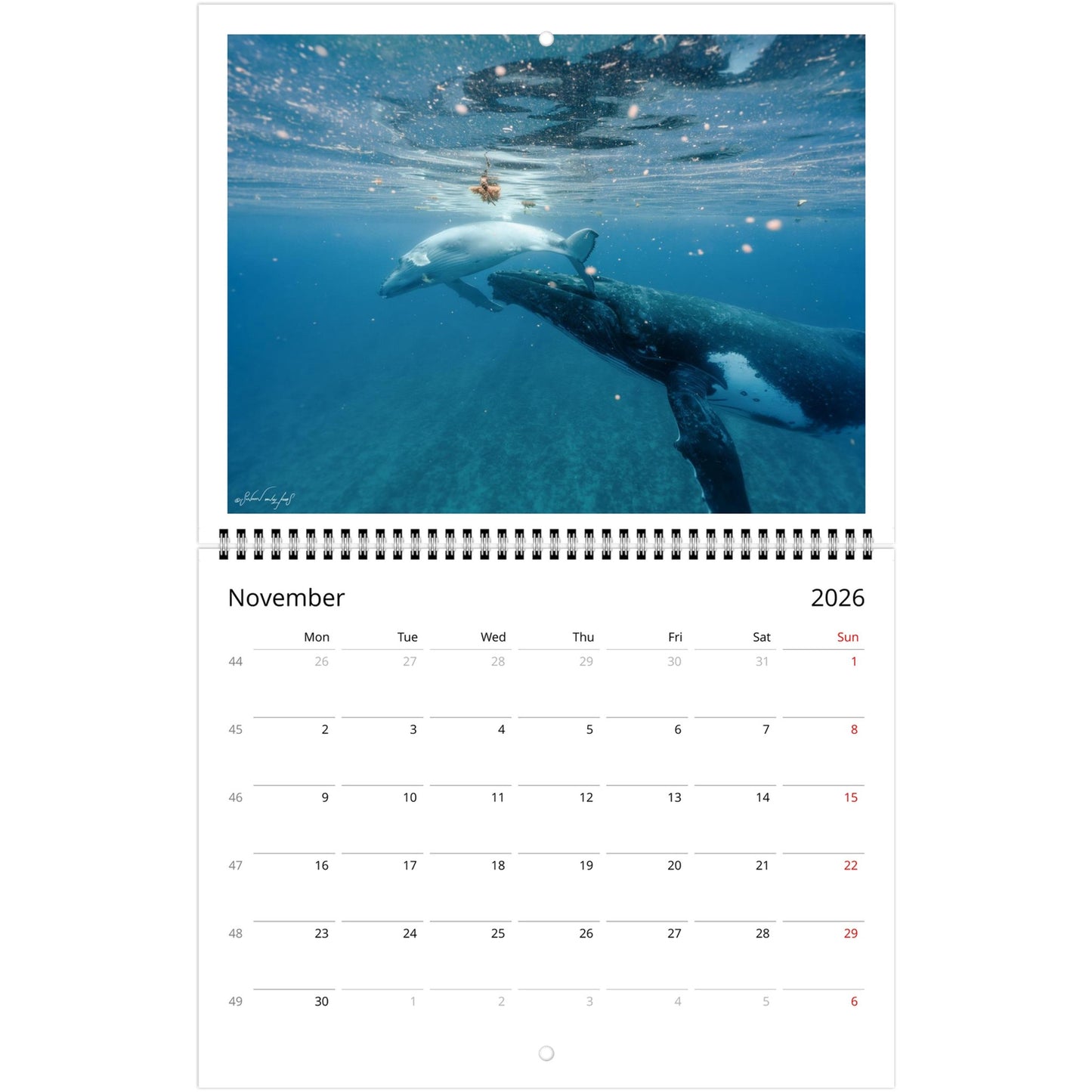 c2acd792-ab9e-4ff3-b84e-303a0bde0f50