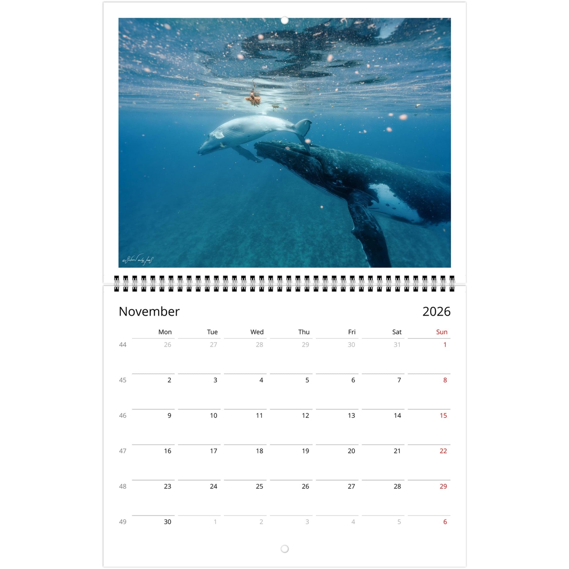 c2acd792-ab9e-4ff3-b84e-303a0bde0f50