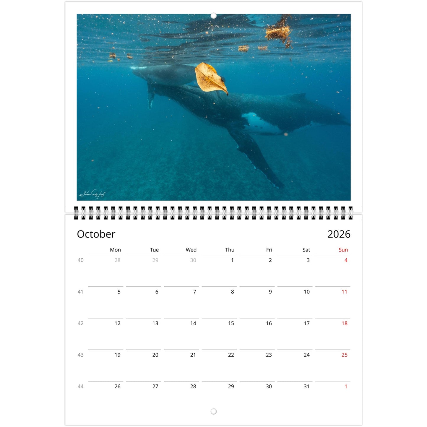 e1f2c6de-4d18-4b68-940b-b6739dd2cb45